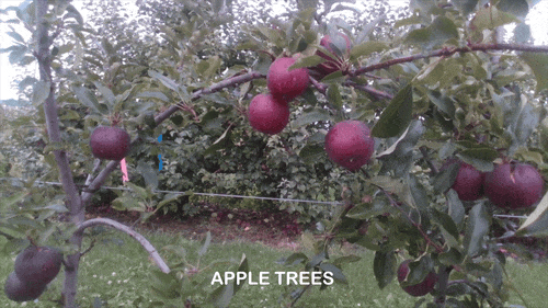 Orchard Segmentation